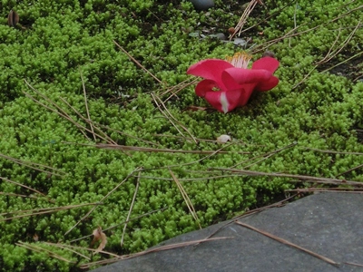 1902-12.4.2梨木神社　一輪の椿と苔.jpg